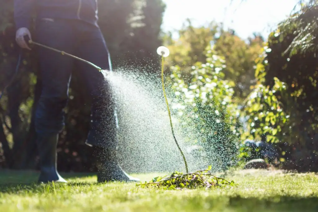 Does Liquid Weed Killer Go Bad Urban Backyard Farming does-liquid-weed-killer-go-bad-urban-backyard-farming