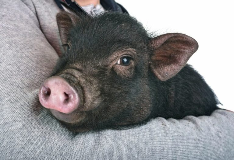 When To Wean Potbelly Piglets?