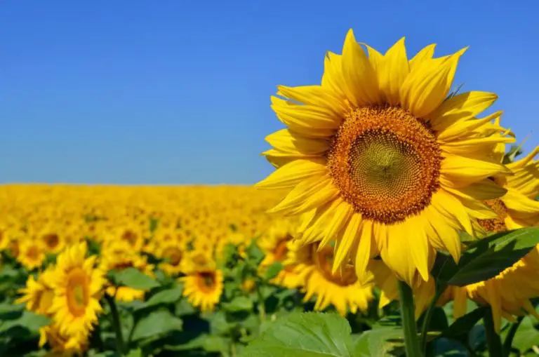 How Long Do Sunflowers Last? Urban Backyard Farming