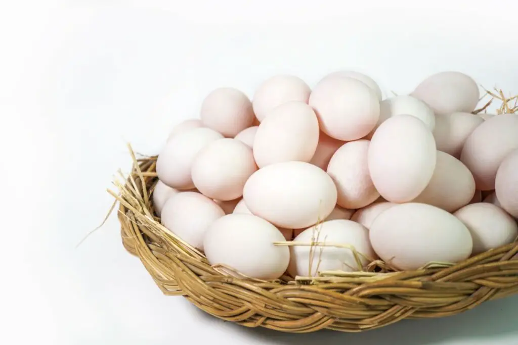 Why Do Duck Eggs Make Me Sick? – Urban Backyard Farming