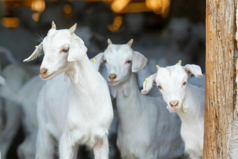 Can You House Train A Goat?