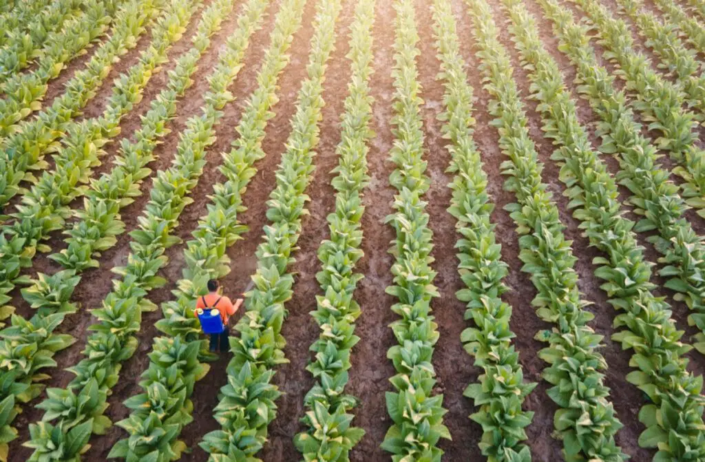 does-liquid-weed-killer-go-bad-urban-backyard-farming