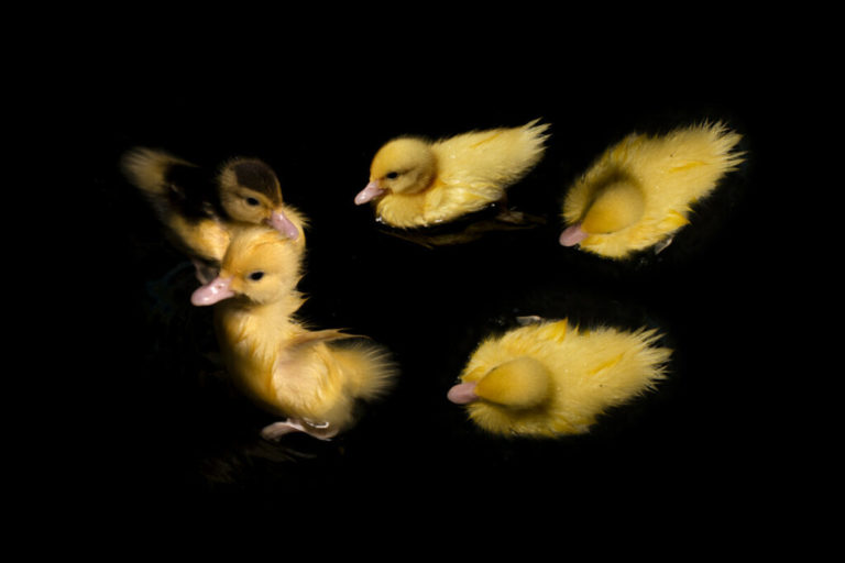 How to Care for Baby Ducks Inside: The Complete Guide